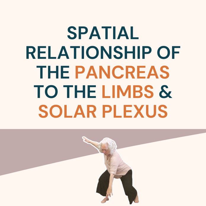 Spatial Relationship of the Pancreas to the Limbs and Solar Plexus Spatial Relationship of the Pancreas to the Limbs and Solar Plexus