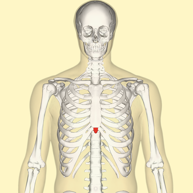 Engaging the Xiphoid Process for Ease of Movement and Breath