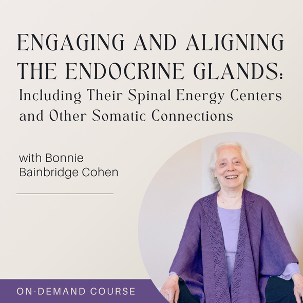 Engaging and Aligning the Endocrine Glands: Including Their Spinal Energy Centers and Other Somatic Connections (2025 Winter Series)
