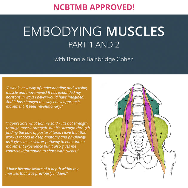 Embodying Muscles Part 1 and 2 (2022 Winter and Spring Series) – Bonnie ...